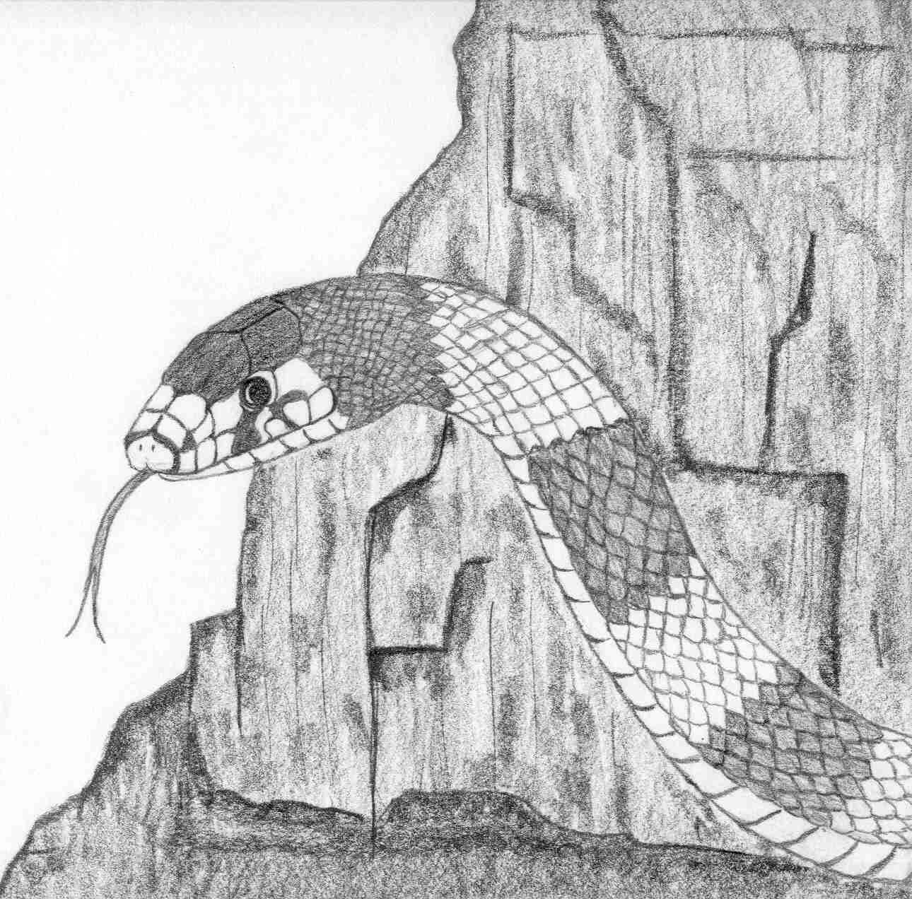 kingsnake