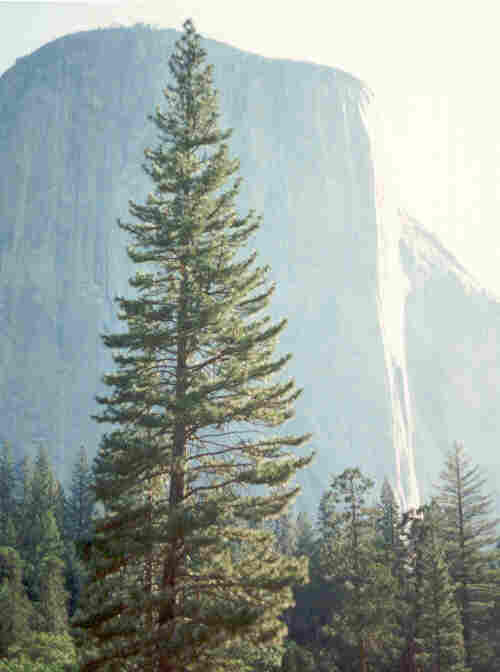 elcap2